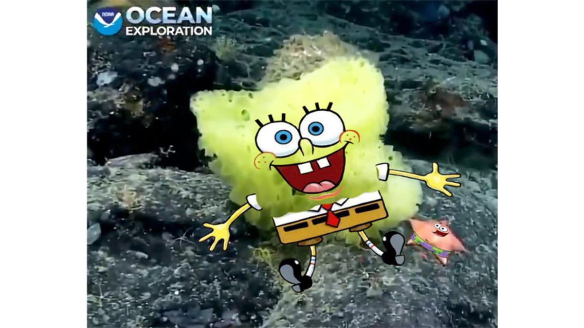Atlas Okyanusu’nda Gerçek Sünger Bob ve Patrick Görüldü (Bu Sefer Arkadaş Değiller)