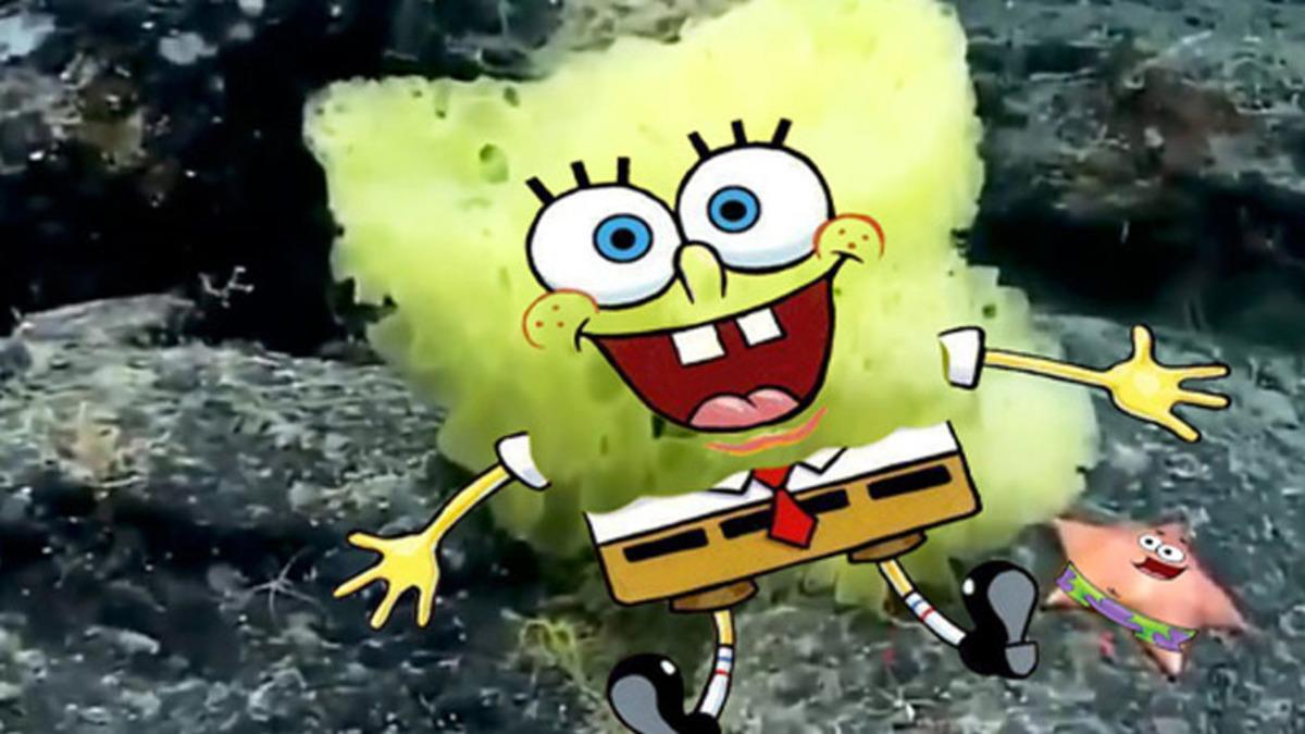 Atlas Okyanusu’nda Gerçek Sünger Bob ve Patrick Görüldü (Bu Sefer Arkadaş Değiller)