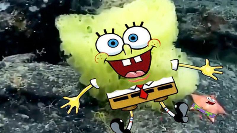 Atlas Okyanusu’nda Gerçek Sünger Bob ve Patrick Görüldü (Bu Sefer Arkadaş Değiller)