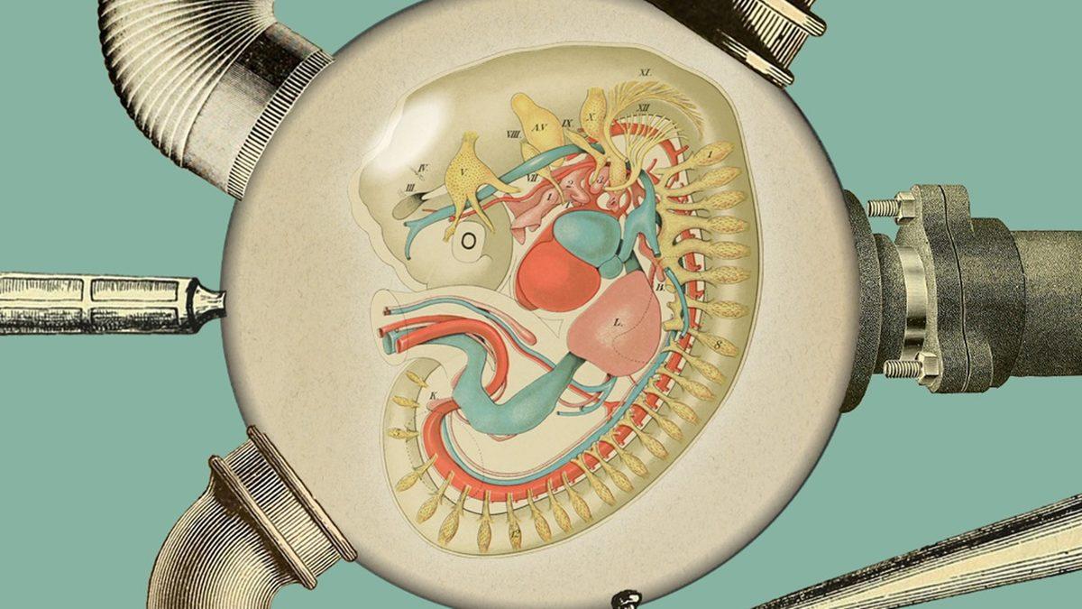 Yapay Rahimlerde Yetiştirilen Bebekler Acı Çektikleri Bir ’Araf’ın İçinde Olabilirler mi?