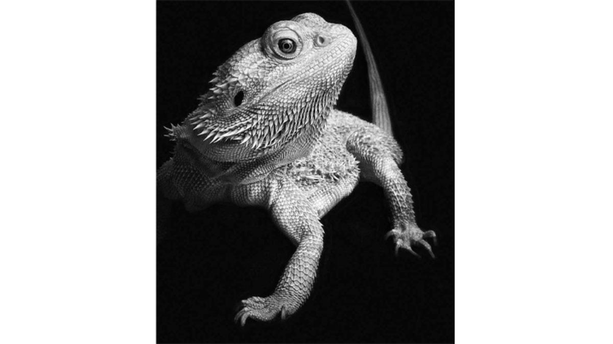 Her Biri Birbirinden Güzel 14. iPhone Fotoğrafçılık Ödülleri’nin Kazananları Açıklandı