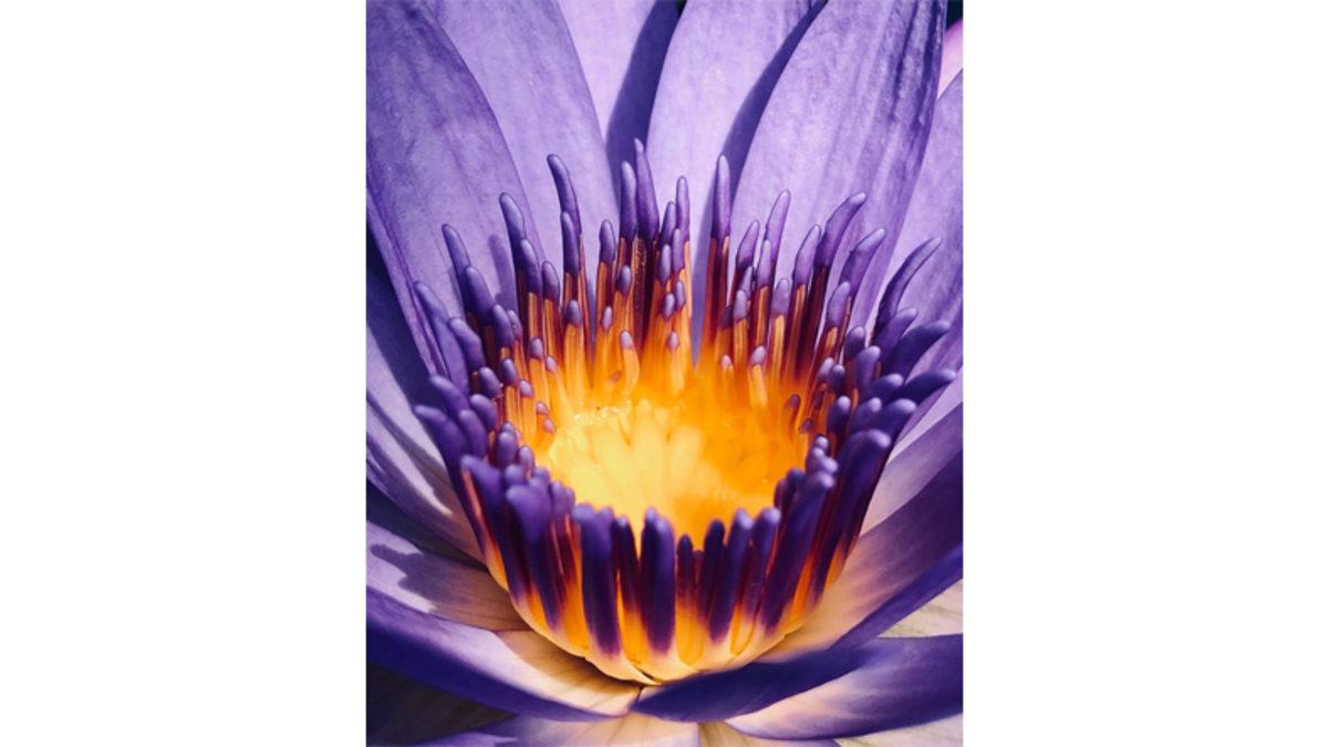 Her Biri Birbirinden Güzel 14. iPhone Fotoğrafçılık Ödülleri’nin Kazananları Açıklandı