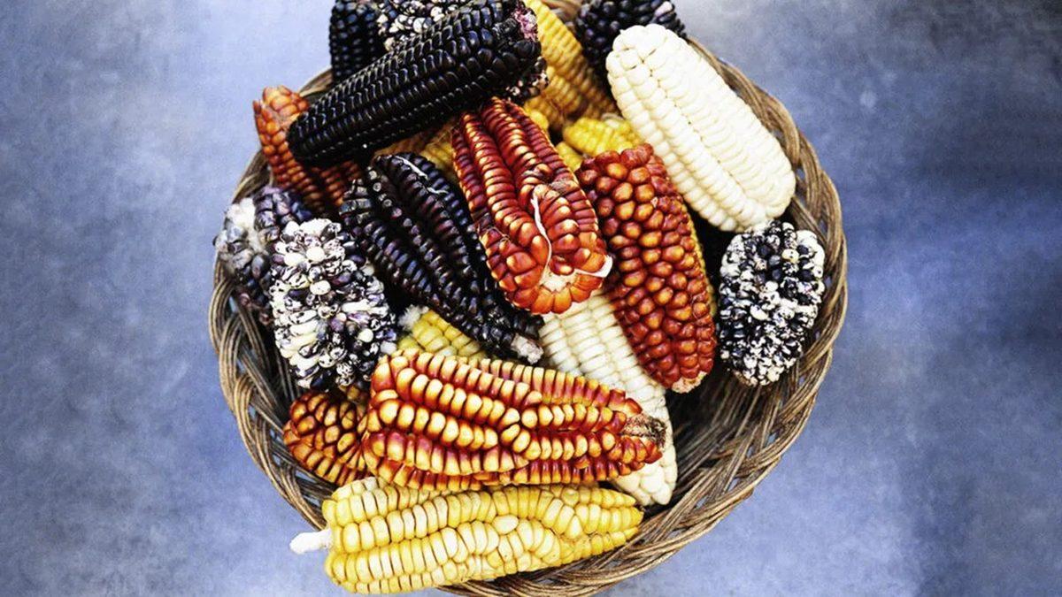 Tuvalette Görülen O Mısır Tanelerinin Bir Nedeni Var: Peki Sindirim Sistemimiz Nasıl Oluyor da Bu Besini Parçalayamıyor?