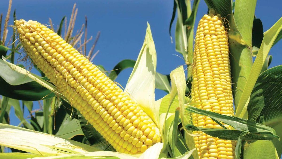 Tuvalette Görülen O Mısır Tanelerinin Bir Nedeni Var: Peki Sindirim Sistemimiz Nasıl Oluyor da Bu Besini Parçalayamıyor?