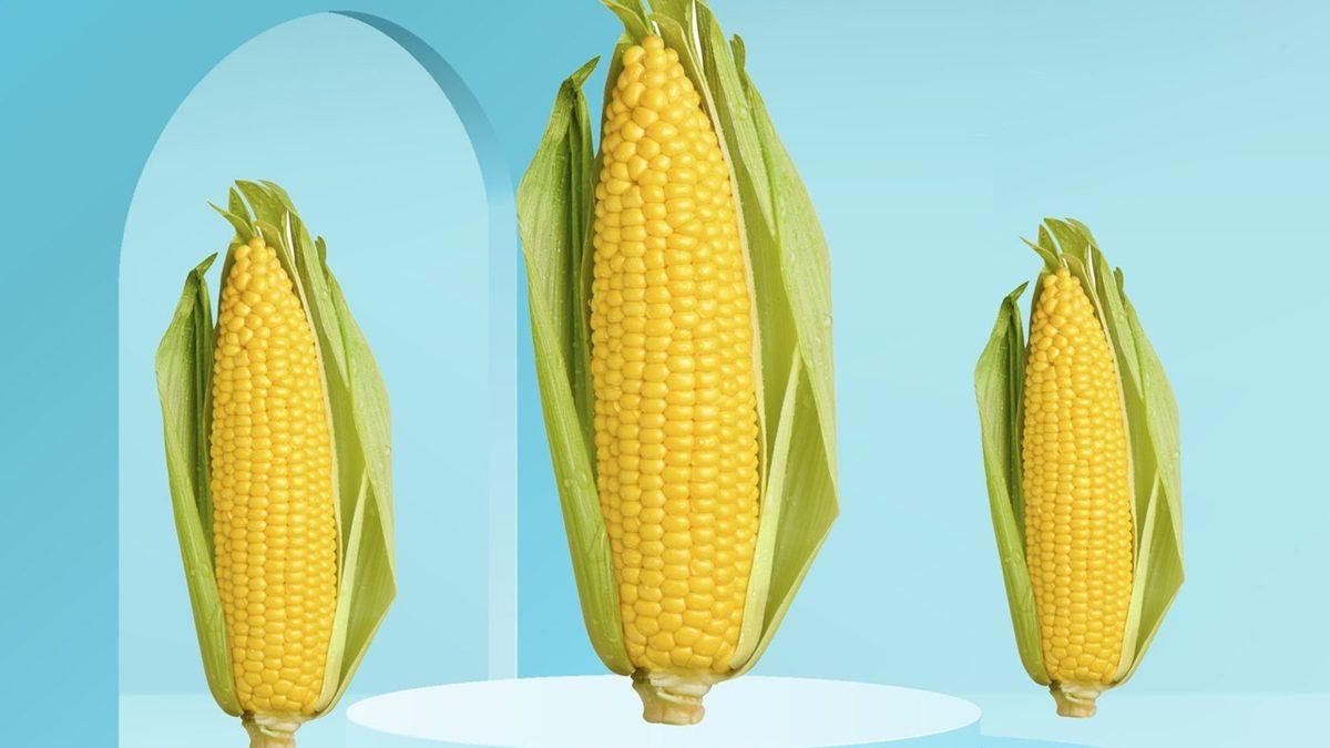 Tuvalette Görülen O Mısır Tanelerinin Bir Nedeni Var: Peki Sindirim Sistemimiz Nasıl Oluyor da Bu Besini Parçalayamıyor?