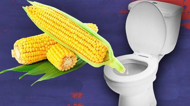 Tuvalette Görülen O Mısır Tanelerinin Bir Nedeni Var: Peki Sindirim Sistemimiz Nasıl Oluyor da Bu Besini Parçalayamıyor?