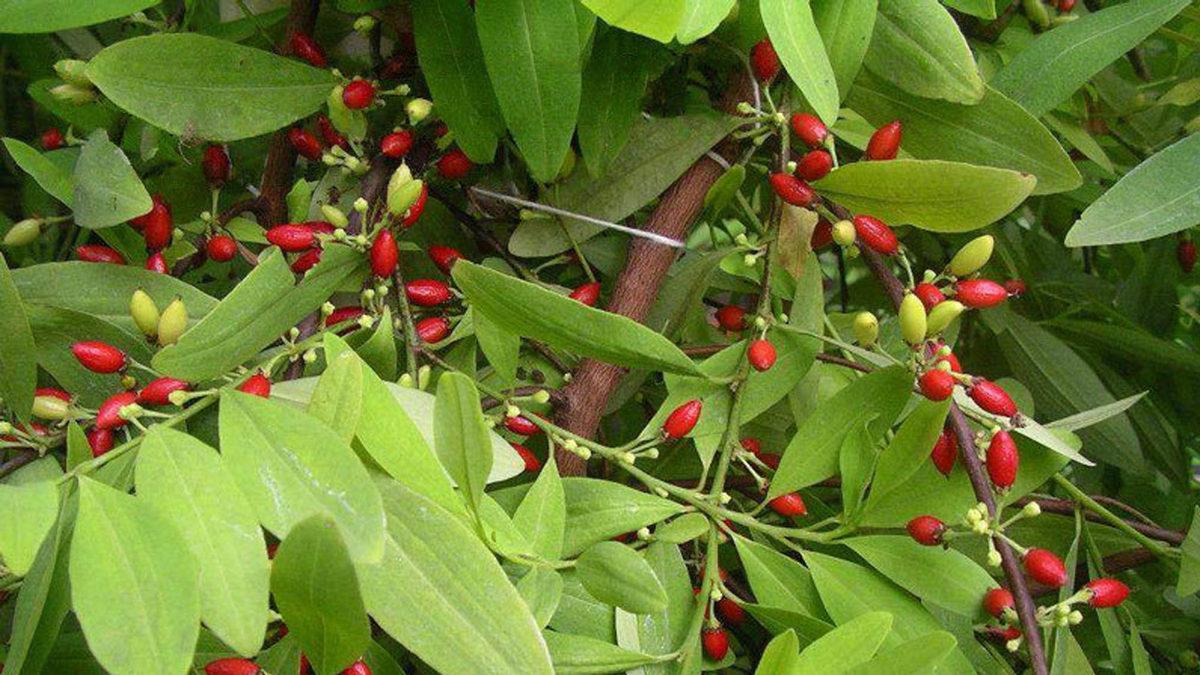 Sigara Akciğer Kanserini Önlüyormuş: Eskiden Şifa Niyetine Satılan 5 Sağlıksız Ürün