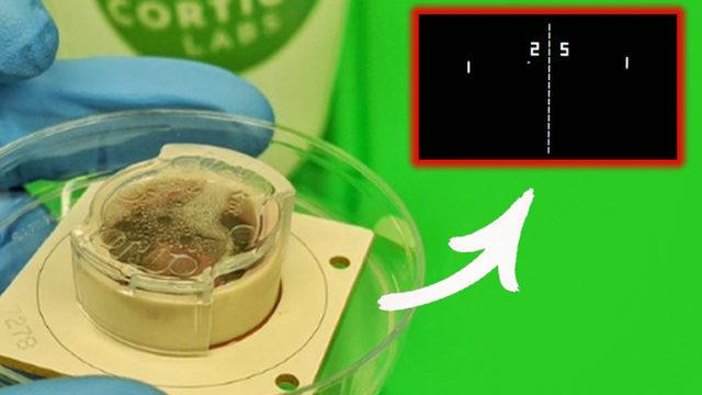 Laboratuvar Ortamında Yetiştirilen Beyin Hücreleri Oyun Oynamayı Öğrendi [Video]