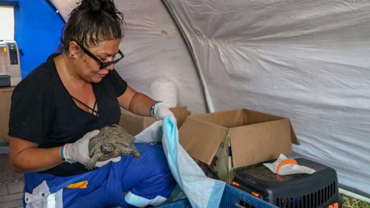 Dostlarımıza Yardım Eli: Manavgat’ta Türkiye’nin İlk Hayvanlara Özel Sahra Hastanesi Kuruldu