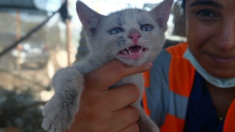 Dostlarımıza Yardım Eli: Manavgat’ta Türkiye’nin İlk Hayvanlara Özel Sahra Hastanesi Kuruldu