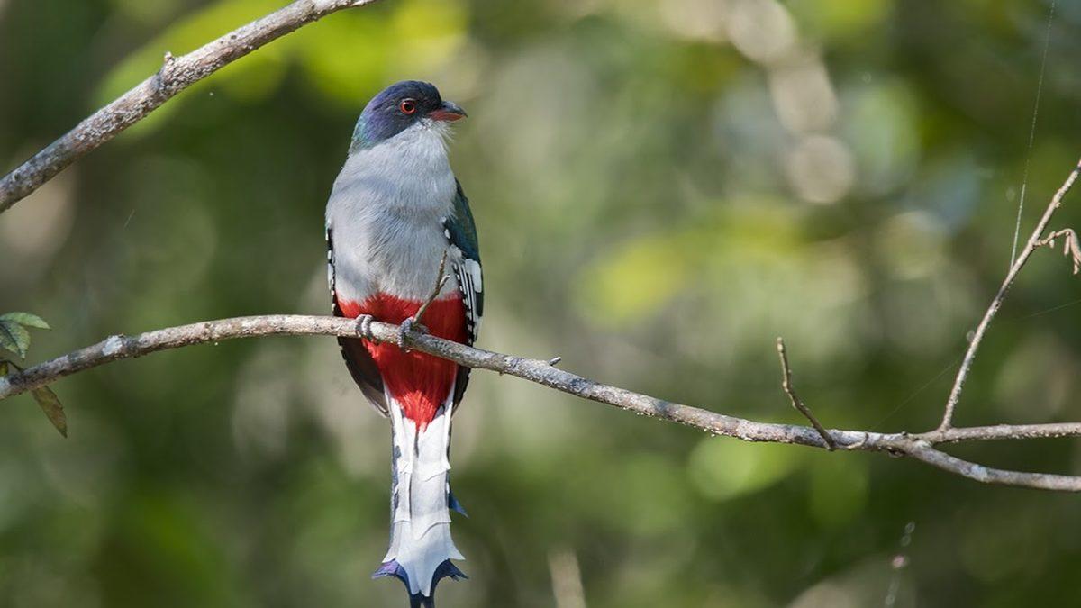 Devrimden Çok Daha Fazlası: Küba Hakkında Duyunca Şaşıracağınız İlginç Bilgiler