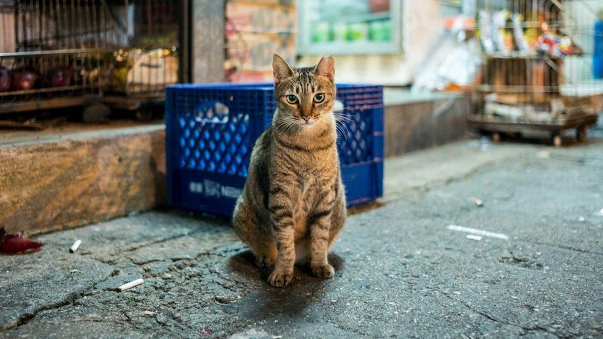Cinslere Para Vermeyin: Sokaktan Sahiplenebileceğiniz Bazı Kediler ve Bu Kedilerin Özelliklerini Veterinerlere Sorduk!