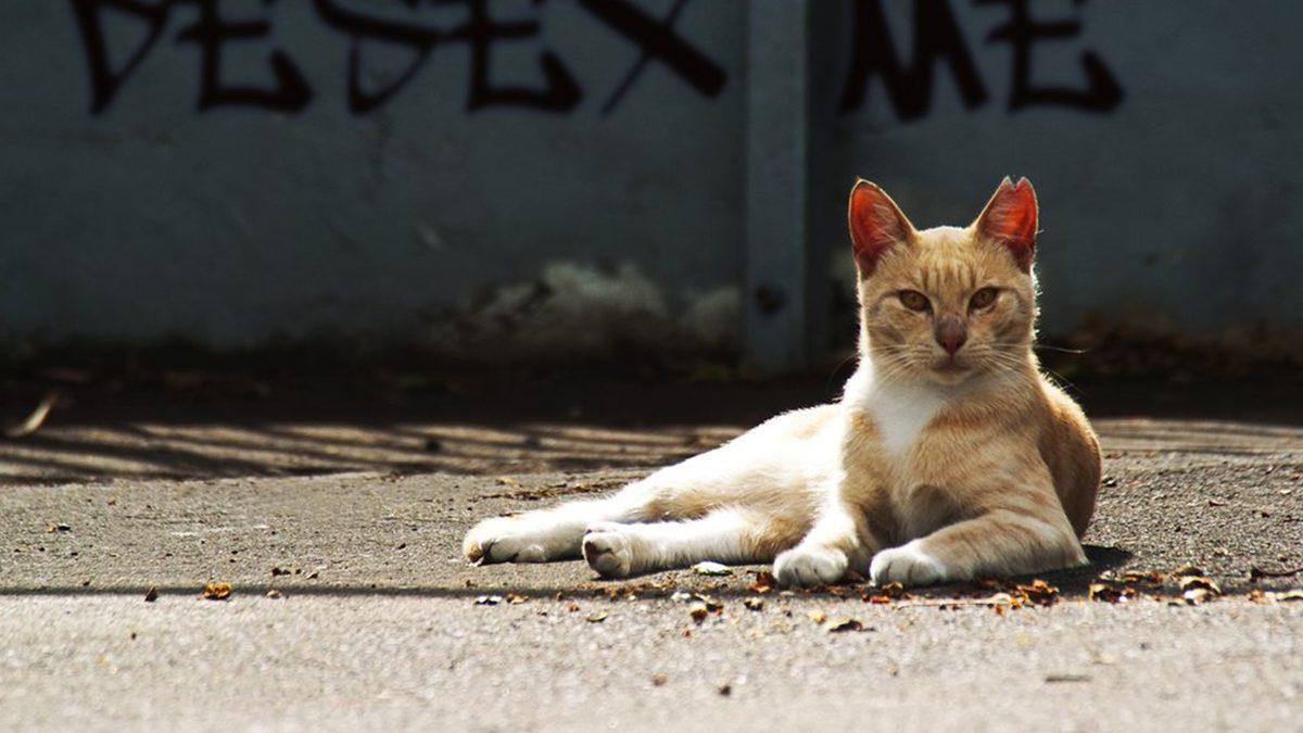 Cinslere Para Vermeyin: Sokaktan Sahiplenebileceğiniz Bazı Kediler ve Bu Kedilerin Özelliklerini Veterinerlere Sorduk!