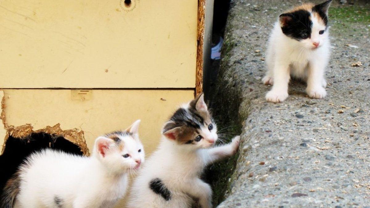 Cinslere Para Vermeyin: Sokaktan Sahiplenebileceğiniz Bazı Kediler ve Bu Kedilerin Özelliklerini Veterinerlere Sorduk!