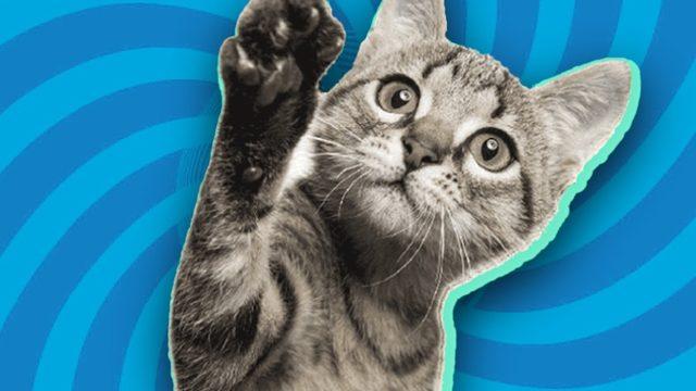 Cinslere Para Vermeyin: Sokaktan Sahiplenebileceğiniz Bazı Kediler ve Bu Kedilerin Özelliklerini Veterinerlere Sorduk!