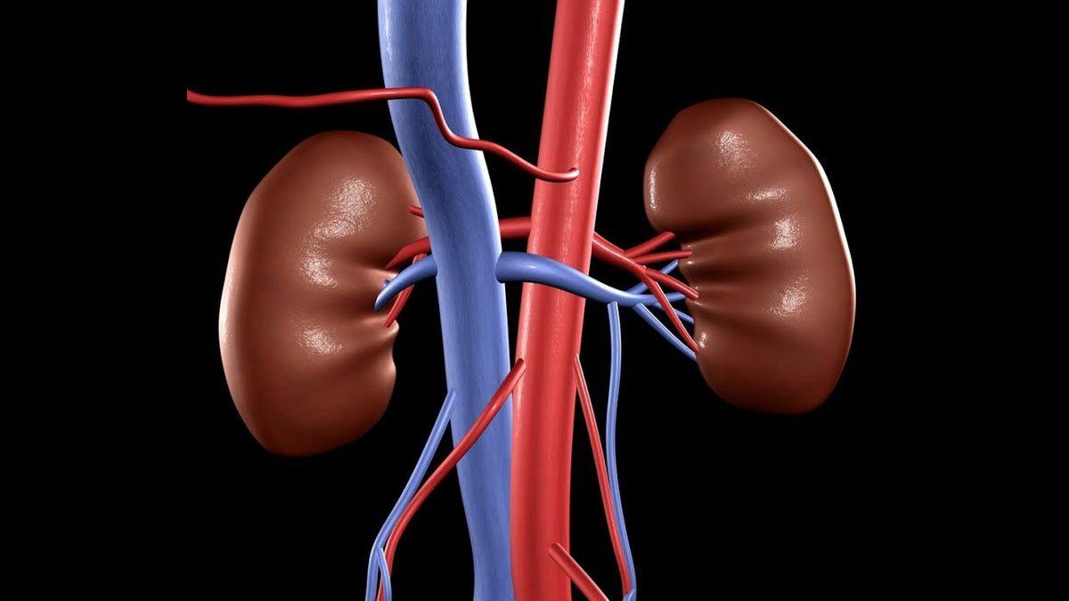 Vücudumuzdaki Atık Proteini İfade Eden ’Üre’ Aslında Nedir, Yüksekliği ve Düşüklüğü Neden Ciddiye Alınmalı?