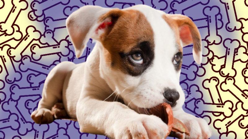 Yetiştirilme Şeklinin Köpeklerin Davranışları Üzerindeki Etkisi Kanıtlandı (Ne Ekersek Onu Biçiyormuşuz)