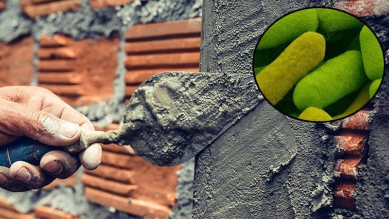 Beton İçinde Yaşamını Devam Ettirebilen Bakteri Türleri Keşfedildi