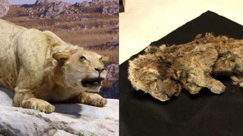 Sibirya’da Bulunan ve Neredeyse Canlı Görünen Mağara Aslanının 28 Bin Yaşında Olduğu Tespit Edildi