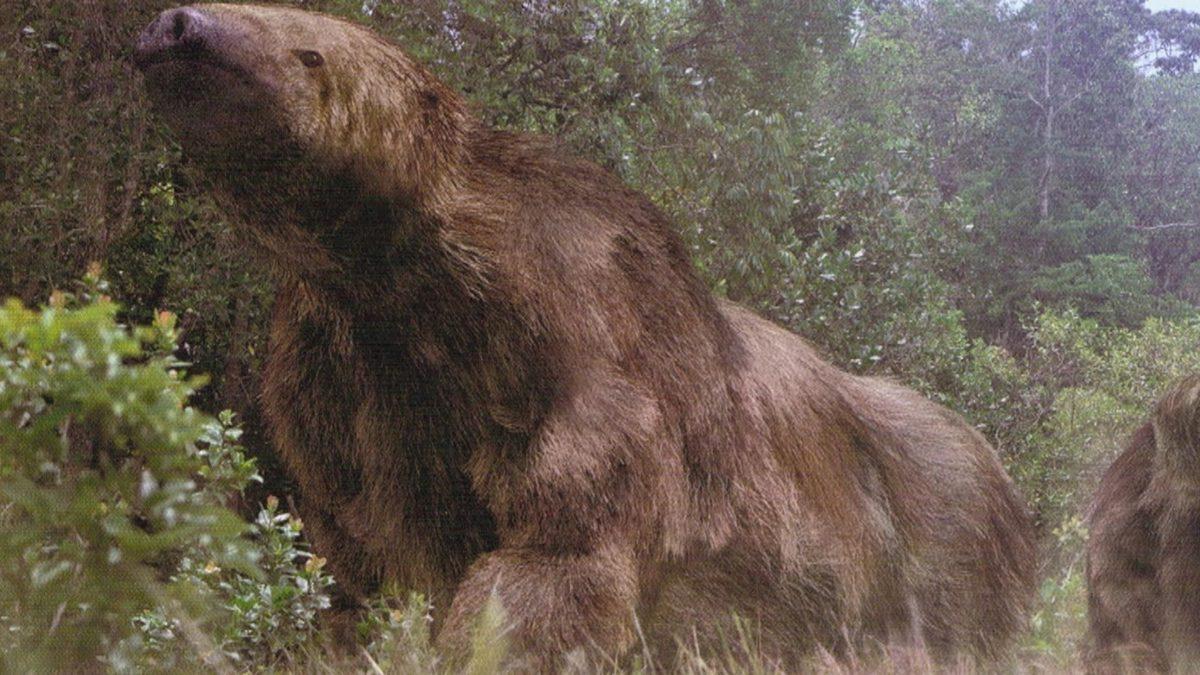 Dinozorlardan Sonra Dünya Üzerinde Yaşamış Olan En Büyük Kara Canlısı: Megatherium