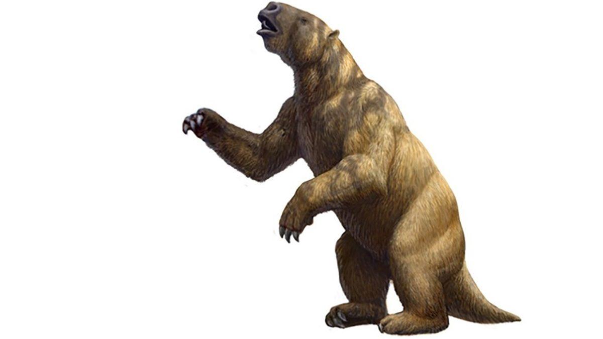 Dinozorlardan Sonra Dünya Üzerinde Yaşamış Olan En Büyük Kara Canlısı: Megatherium