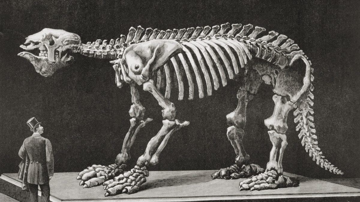 Dinozorlardan Sonra Dünya Üzerinde Yaşamış Olan En Büyük Kara Canlısı: Megatherium