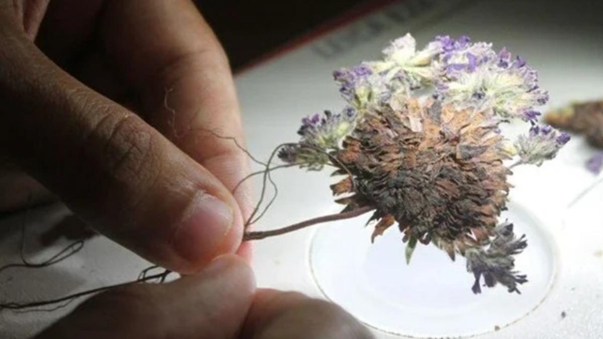 Bayburt’ta Keşfedilen Yeni Bitki Türüne Nobel Ödüllü Bilim İnsanı Aziz Sancar’ın Adı Verildi