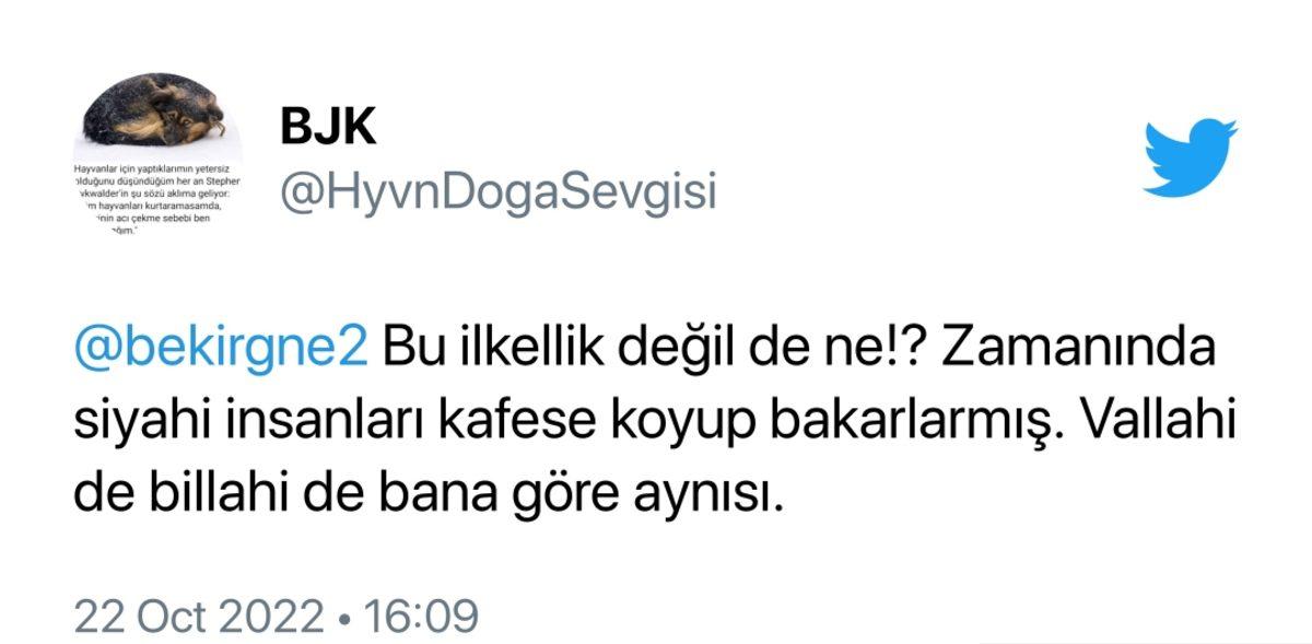 ’Van Tanıtım Günleri’nde Van Kedisinin Cam Kafeste Sergilenmesi Sosyal Medyada Tepki Çekti