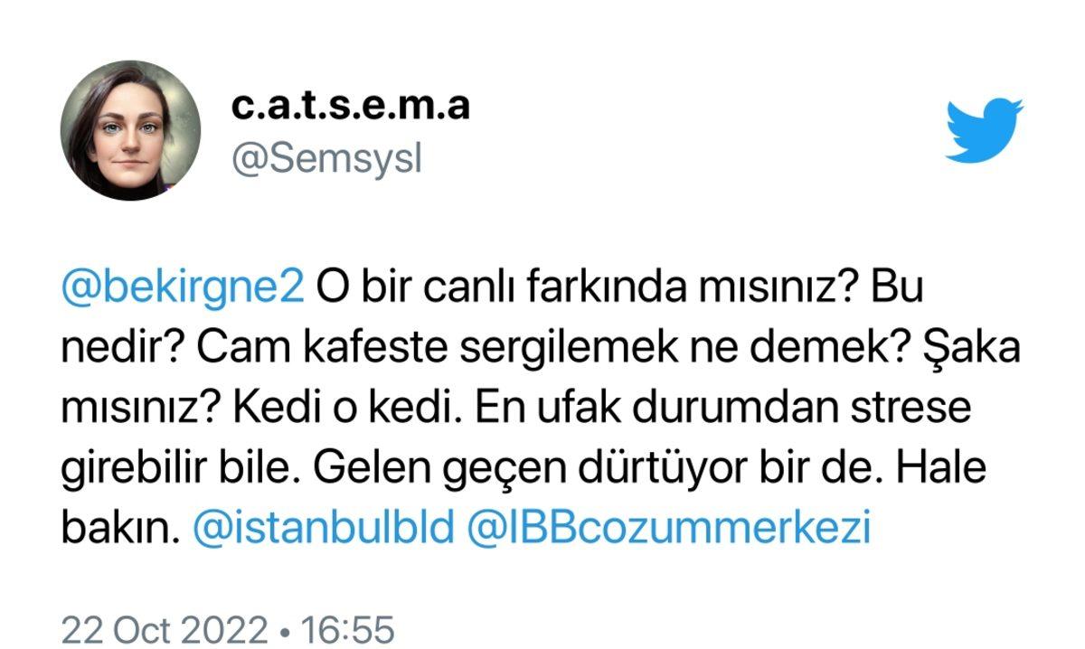 ’Van Tanıtım Günleri’nde Van Kedisinin Cam Kafeste Sergilenmesi Sosyal Medyada Tepki Çekti