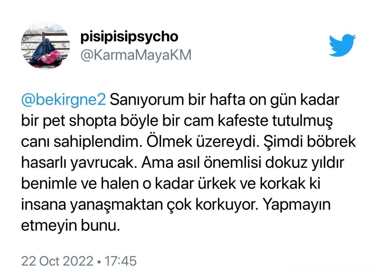 ’Van Tanıtım Günleri’nde Van Kedisinin Cam Kafeste Sergilenmesi Sosyal Medyada Tepki Çekti