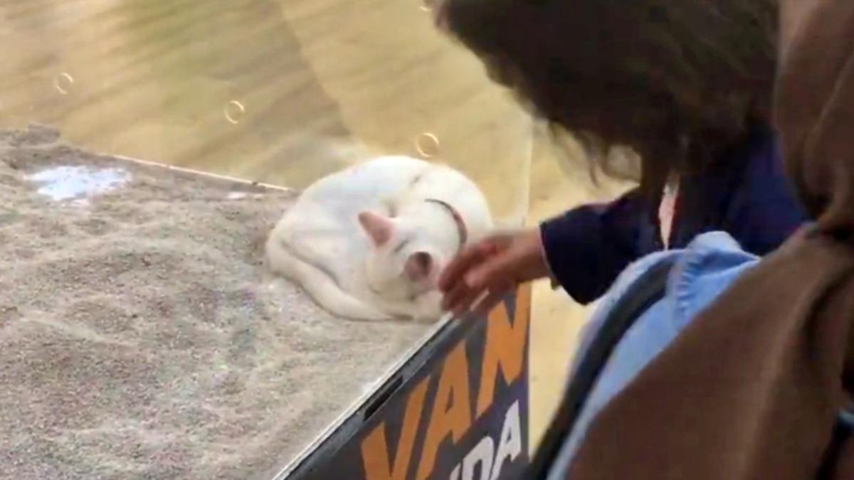 ’Van Tanıtım Günleri’nde Van Kedisinin Cam Kafeste Sergilenmesi Sosyal Medyada Tepki Çekti