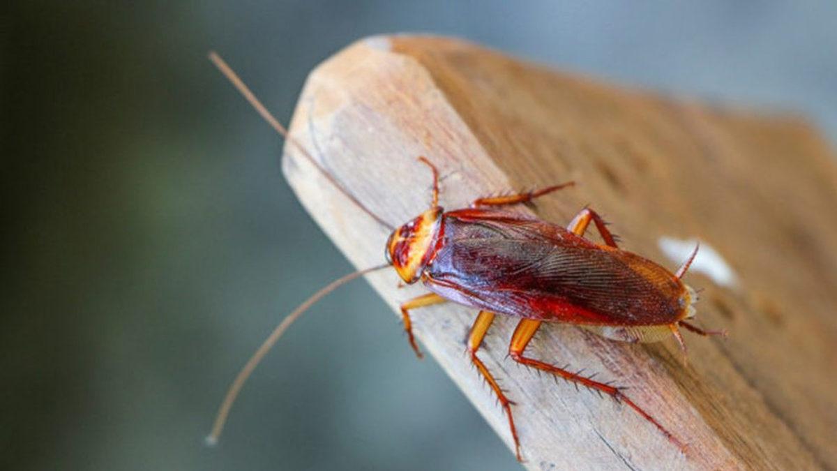 Bilim İnsanları, Hamamböceklerini Avlamak İçin Yüksek Teknolojili Lazer Tareti Geliştirdi