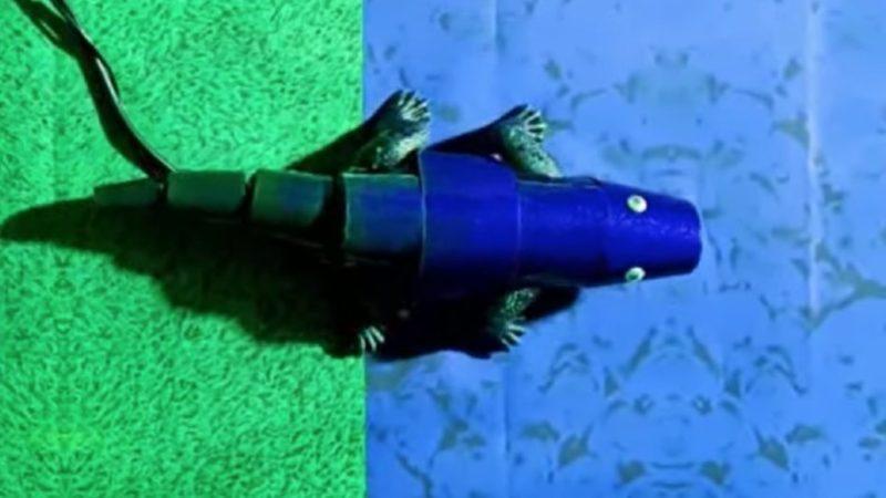 Böyle Böyle Dünyayı Ele Geçirecekler: Mükemmel Şekilde Kamufle Olabilen Robot Bukalemun Geliştirildi