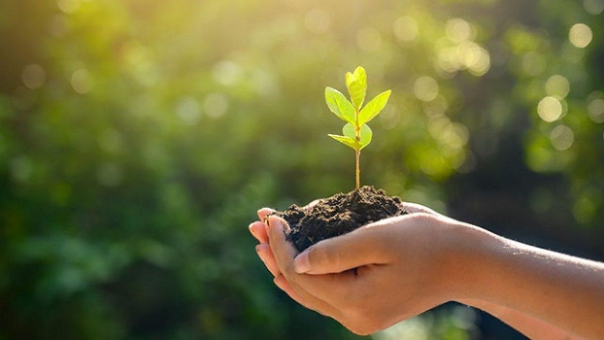 Orman Bakanlığı, Yanan Bölgelere Kaç Adet Ağaç Dikileceğini Açıkladı