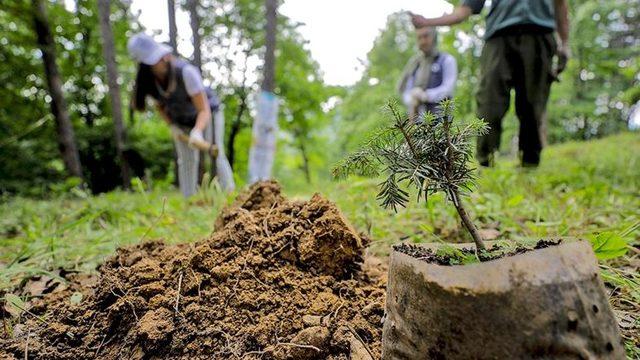 Orman Bakanlığı, Yanan Bölgelere Kaç Adet Ağaç Dikileceğini Açıkladı