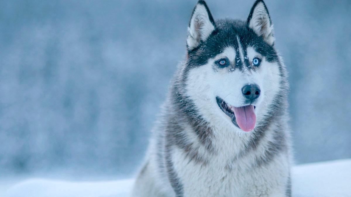 Bitmek Tükenmek Bilmeyen Bir Enerjiye Sahip Sibirya Kurtları Hakkında 7 Bilimsel Gerçek