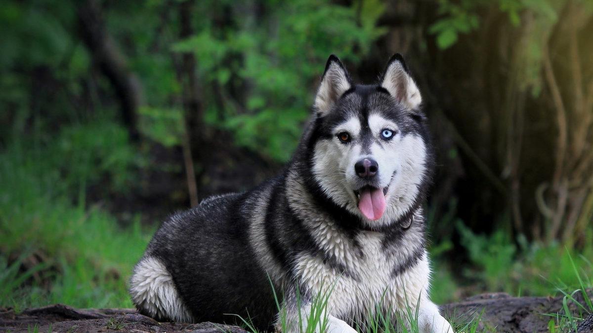 Bitmek Tükenmek Bilmeyen Bir Enerjiye Sahip Sibirya Kurtları Hakkında 7 Bilimsel Gerçek