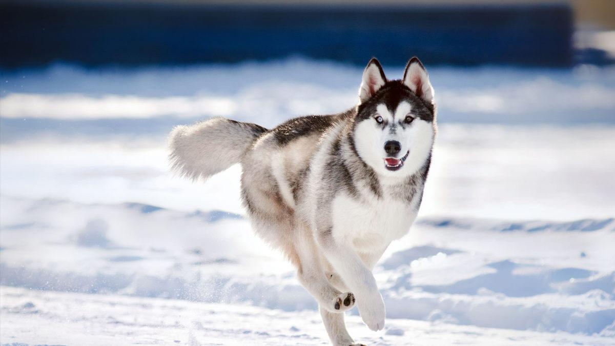 Bitmek Tükenmek Bilmeyen Bir Enerjiye Sahip Sibirya Kurtları Hakkında 7 Bilimsel Gerçek