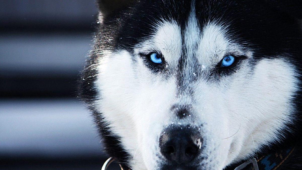 Bitmek Tükenmek Bilmeyen Bir Enerjiye Sahip Sibirya Kurtları Hakkında 7 Bilimsel Gerçek