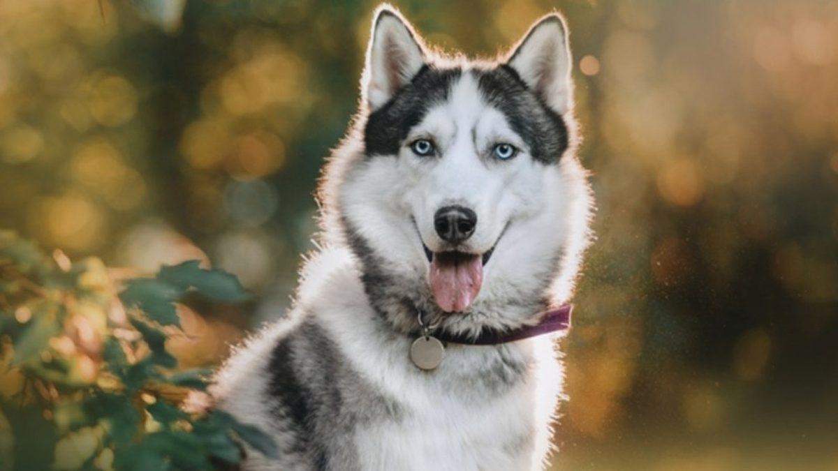 Bitmek Tükenmek Bilmeyen Bir Enerjiye Sahip Sibirya Kurtları Hakkında 7 Bilimsel Gerçek