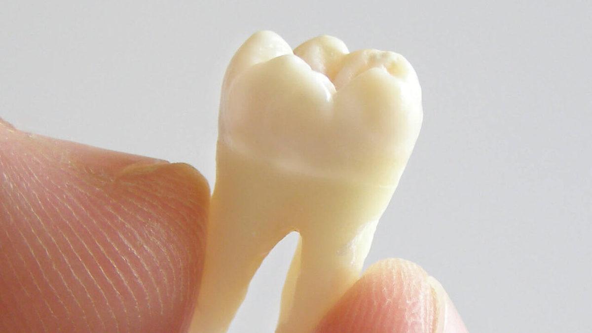 İnsan Dişi, Press Makinesinde Ezilirse Ne Olur? [Video]