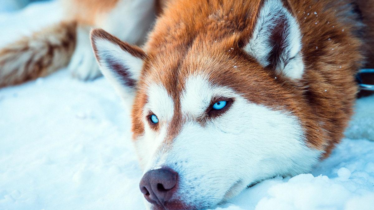 Bitmek Tükenmek Bilmeyen Bir Enerjiye Sahip Sibirya Kurtları Hakkında 7 Bilimsel Gerçek