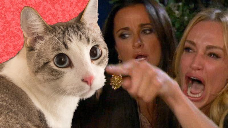 Kedilerin Bizi ’Dinledikleri’ Bilimsel Olarak Kanıtlandı (Ama Sadece Tatlı Konuşursak)