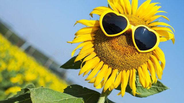 Bazı Ayçiçeklerinin Neden Güneşi Takip Etmeyip Doğuya Dönük Kaldıkları Açıklandı