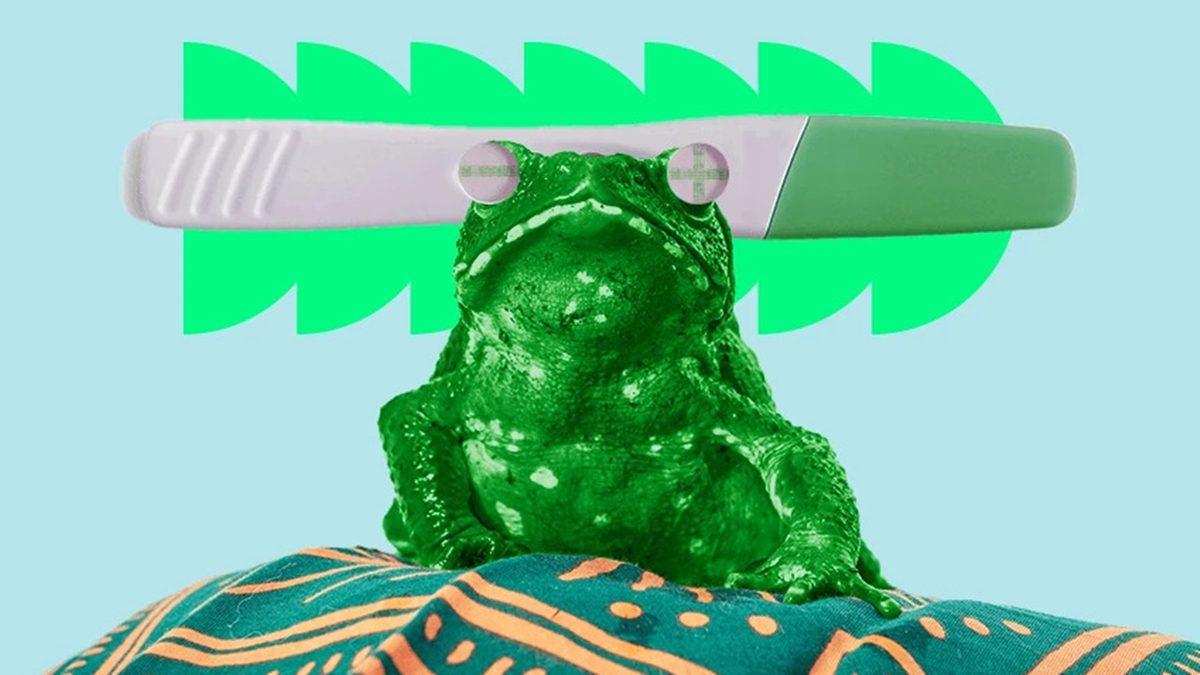 Bir Kadının İdrarının, Dişi Kurbağanın Derisinin Altına Enjekte Edilmesiyle Yapılan İlginç Hamilelik Testi