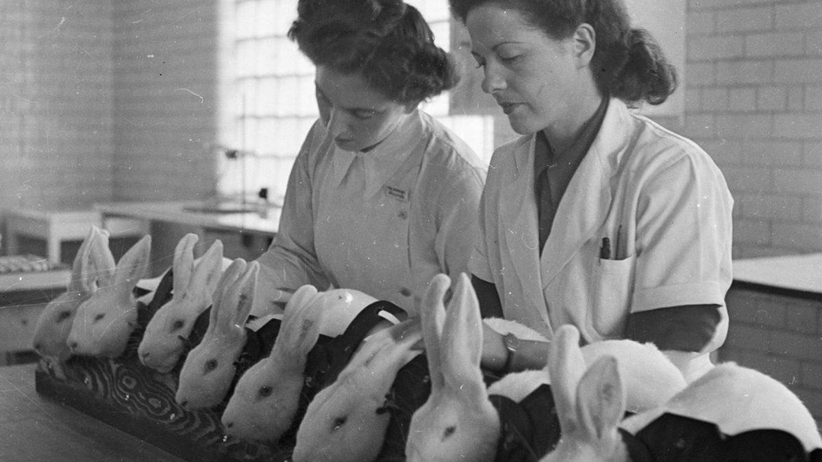 Bir Kadının İdrarının, Dişi Kurbağanın Derisinin Altına Enjekte Edilmesiyle Yapılan İlginç Hamilelik Testi