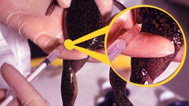 Bir Kadının İdrarının, Dişi Kurbağanın Derisinin Altına Enjekte Edilmesiyle Yapılan İlginç Hamilelik Testi