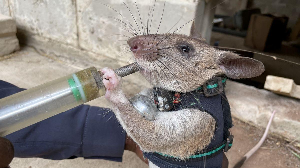 Sırt Çantalı Sıçanlar Depremlerde Hayat Kurtarabilir: Peki Nasıl?