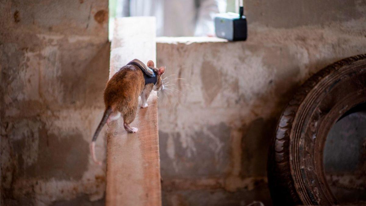 Sırt Çantalı Sıçanlar Depremlerde Hayat Kurtarabilir: Peki Nasıl?