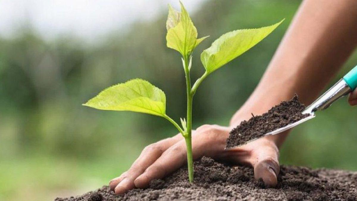 Orman Mühendisi Cihan Erdönmez, Yanan Ormanların Nasıl Ağaçlandırılması Gerektiğini Açıkladı